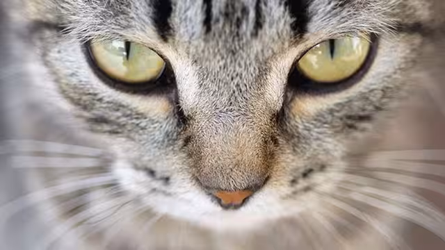 Anatomi Kucing