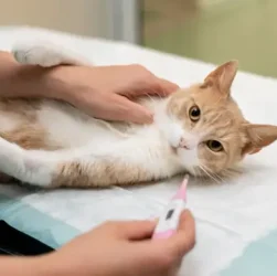 Manfaat Steril Kucing