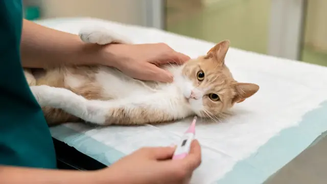 Manfaat Steril Kucing